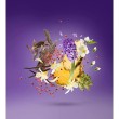 PURPLE ACCENTO